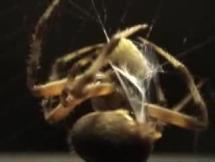 Spider Disables and Wraps a Grub