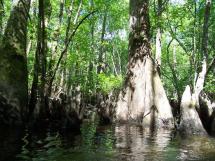 South Carolina - Swamps
