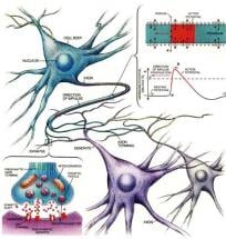 Neurotransmitters - Travel Patterns in the Human Body