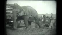 Circus Attractions from the 1930s - Elephants