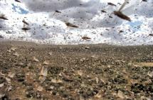 Swarming Locusts - An Ongoing Plague