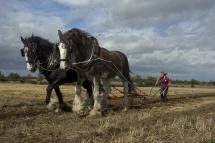 War Horse - Shire Horse in Action
