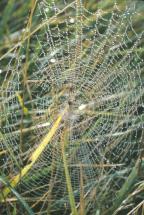 Detailed Web in the Morning Dew
