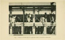War Horse - Boer War Horses