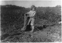 Little Girl Picking Cotton in Denison, Texas