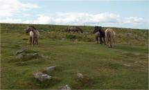 War Horse - Dartmoor Ponies