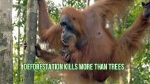Deforestation Kills More Than Trees